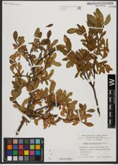 Foto von Salix waldsteiniana Willd.